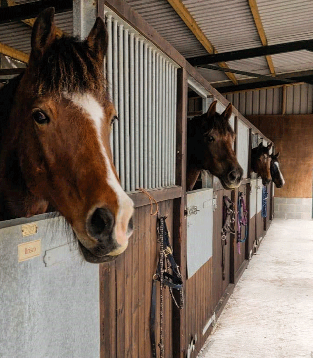 livery at oxford equestrian