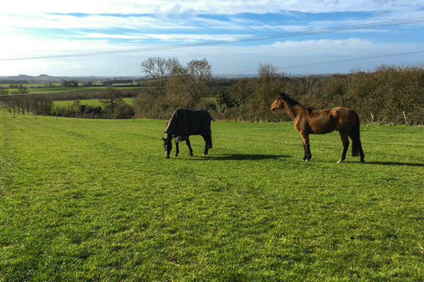 grazing at oxford equestrian