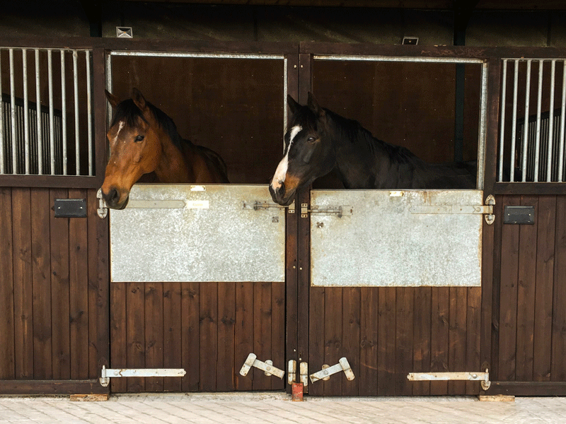 stables at oxford equestrian