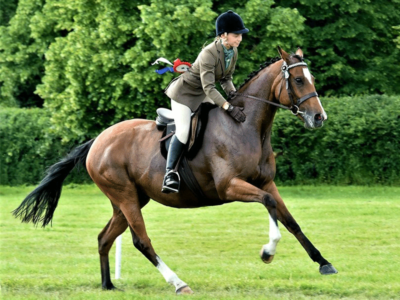 Retraining of racehorses